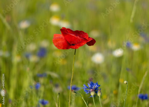 red poppy flower in the field amongst wildflowers