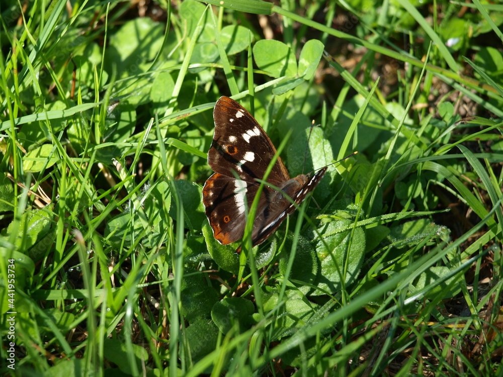 Nymphalidae Nymphalinae
La carte géographique - Araschnia levana Nymphalidae Nymphalinae
La carte géographique - Araschnia levana