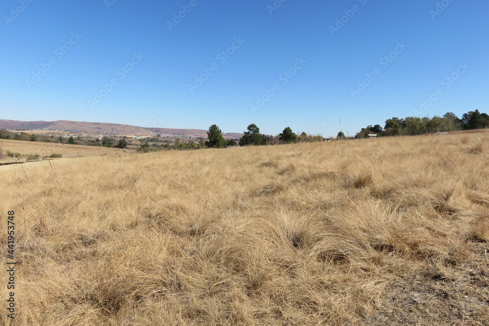 Countryside grass field landscape with golden brown grasslands under a clear blue sky in South Africa on a sunny winter's day