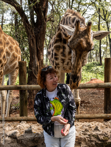 Photography feeding giraffes from the hands of those who came from the forest