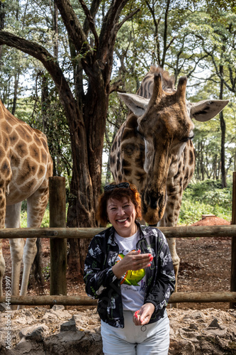 Photography feeding giraffes from the hands of those who came from the forest