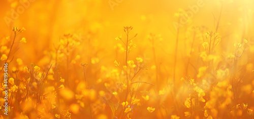 abstract summer background texture of yellow flowers in the field, beautiful nature sunny day wild flower