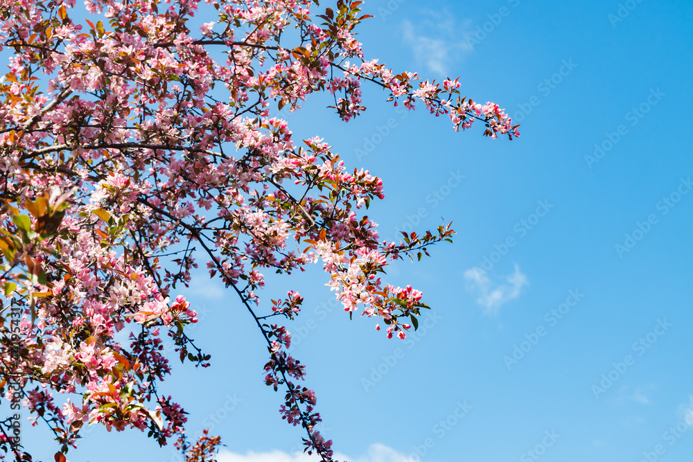 Pink apple blossom in the garden on spring