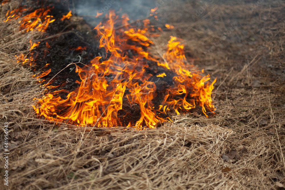 Dry grass is burning. Fire in the field in spring.