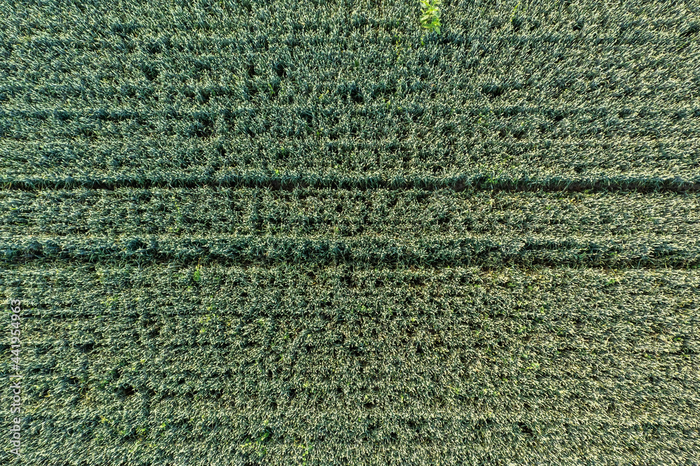 Aerial view of rye field on sunny day