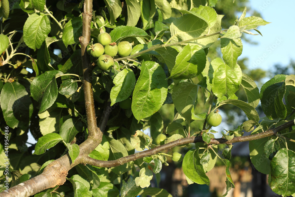 ripening new fruits on a branch of an apple tree grafted last year. new varieties on an old tree ripening new fruits on a branch of an apple tree grafted last year. new varieties on an old tree