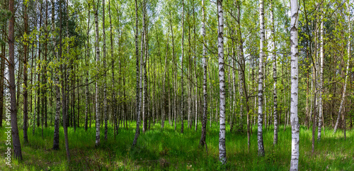 Beautiful birch forest panorama, meadow and road photo