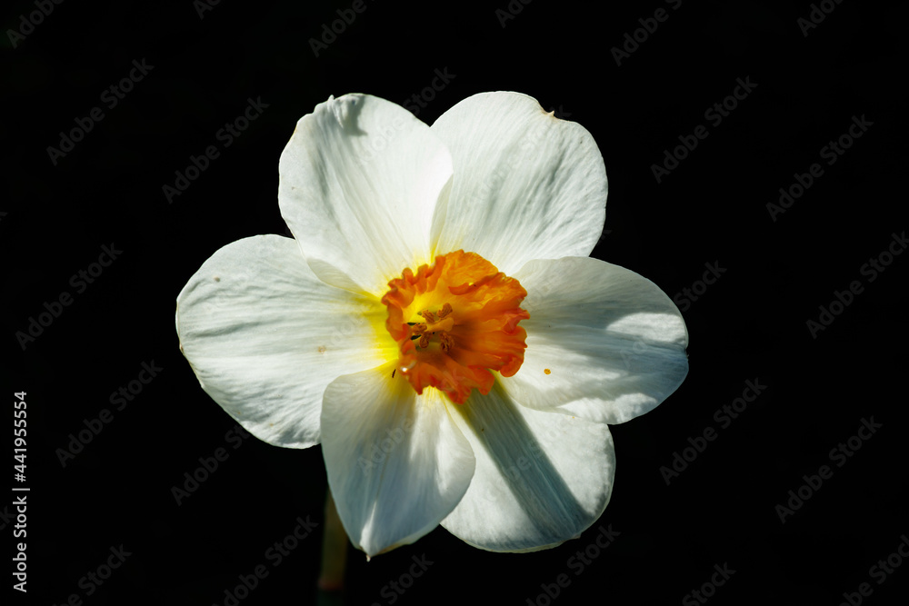 Single White Narcissus on a black background.