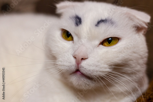 Serious funny white fold cat with painted black eyebrows © Dubnytskaya Photo
