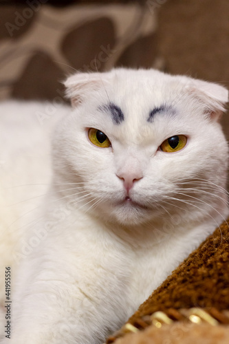 Serious funny white fold cat with painted black eyebrows © Dubnytskaya Photo