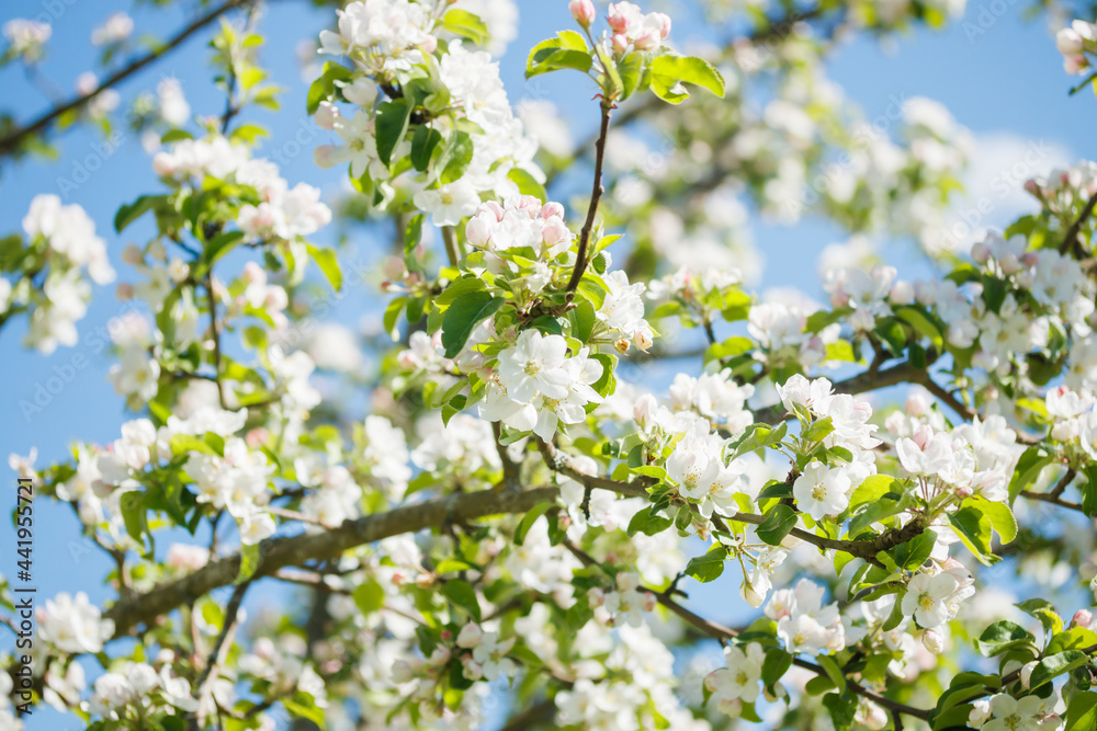 Apple blossom in the garden on spring