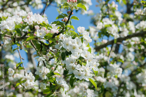Apple blossom in the garden on spring © Elena Noeva
