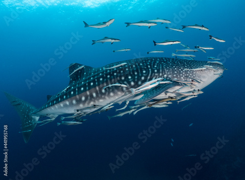 Whaleshark (Rhincodon typus) with remora fish on the blue background in South East Asia, Thailand, Koh Tao, Gulf of Thailand.