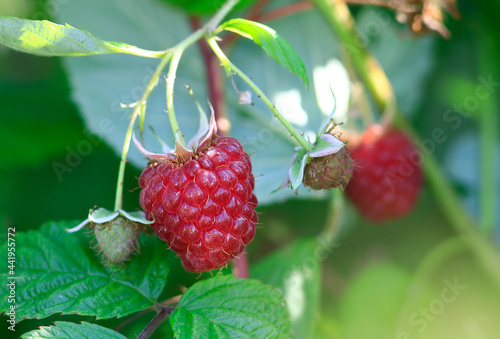 Belle framboise sur le framboisier