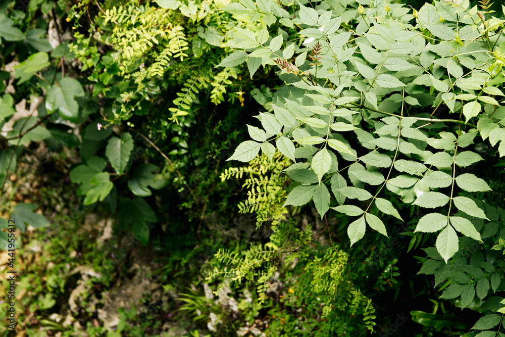 Martvili Canyon in Georgia. Turquoise water in a mountain river and cliffs of the reserve. Beautiful natural canyon Martvili Canyon in Georgia. Turquoise water in a mountain river and cliffs of the reserve. Beautiful natural canyon