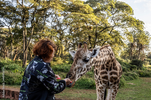 feeding giraffes from the hands of those who came from the forest 