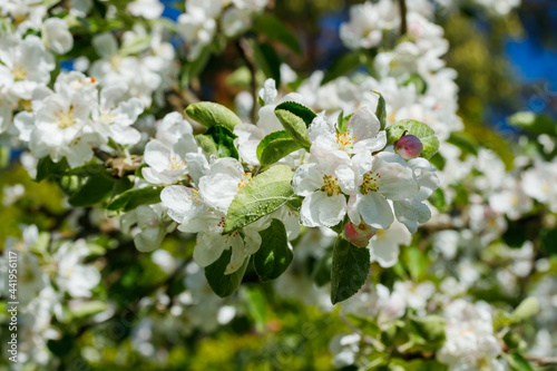 Apple blossom with raindrops in the garden on spring