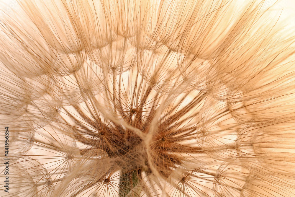 Beautiful fluffy dandelion flower on beige background, closeup - obrazy, fototapety, plakaty 