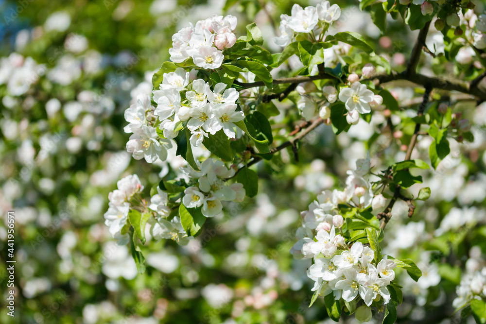 Fototapeta premium Apple blossom in the garden on spring