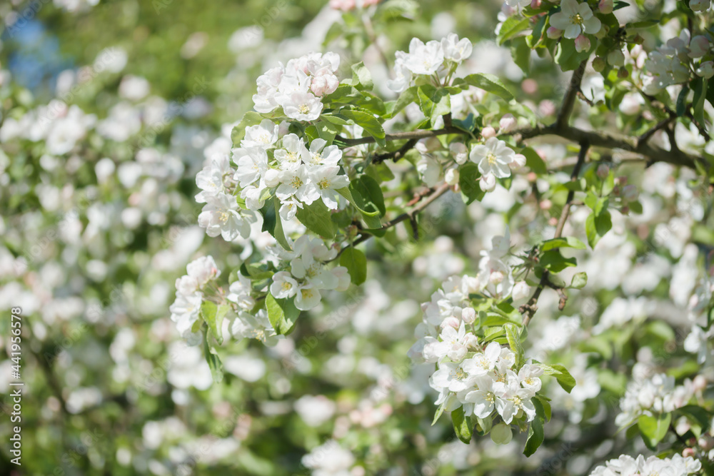 Apple blossom in the garden on spring Apple blossom in the garden on spring