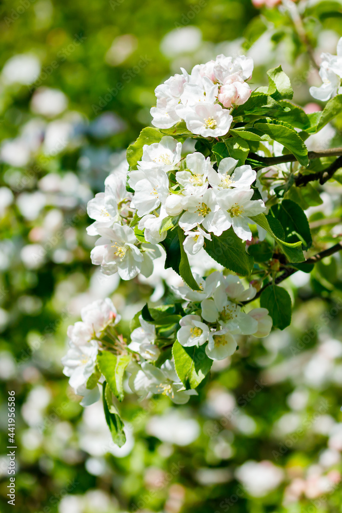 Apple blossom in the garden on spring Apple blossom in the garden on spring