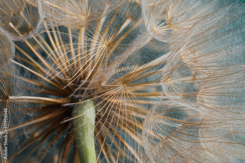 Beautiful fluffy dandelion flower as background  closeup