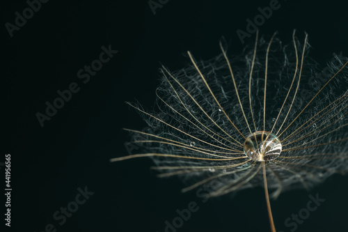 Seed of dandelion flower with water drops on black background  closeup. Space for text