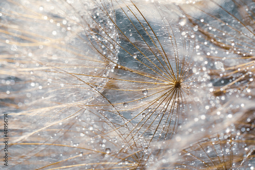 Beautiful fluffy dandelion flower with water drops as background, closeup
