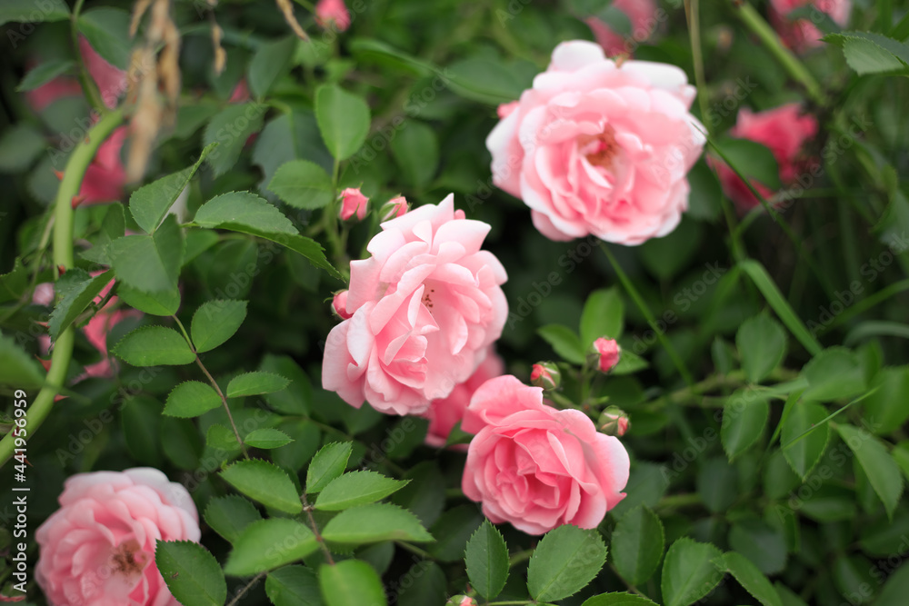 Close up pink roses in the garden