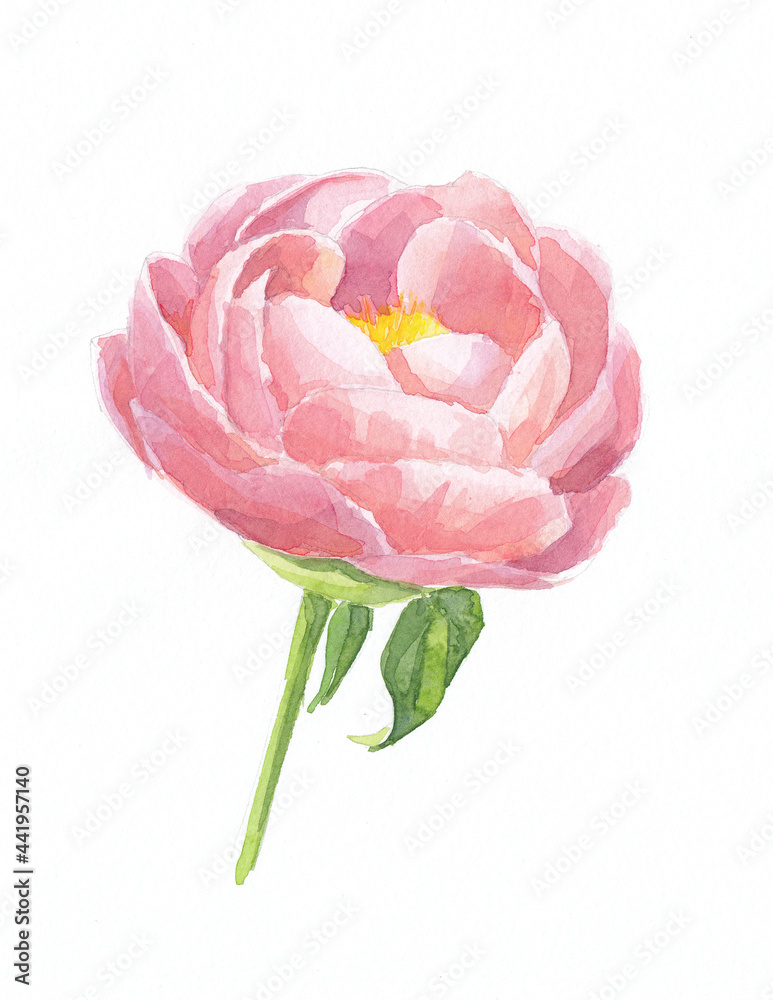 Watercolor drawing of a peony. Blooming picturesque peony. Flower composition. Isolated peony on a white background. Watercolor drawing of a peony. Blooming picturesque peony. Flower composition. Isolated peony on a white background.