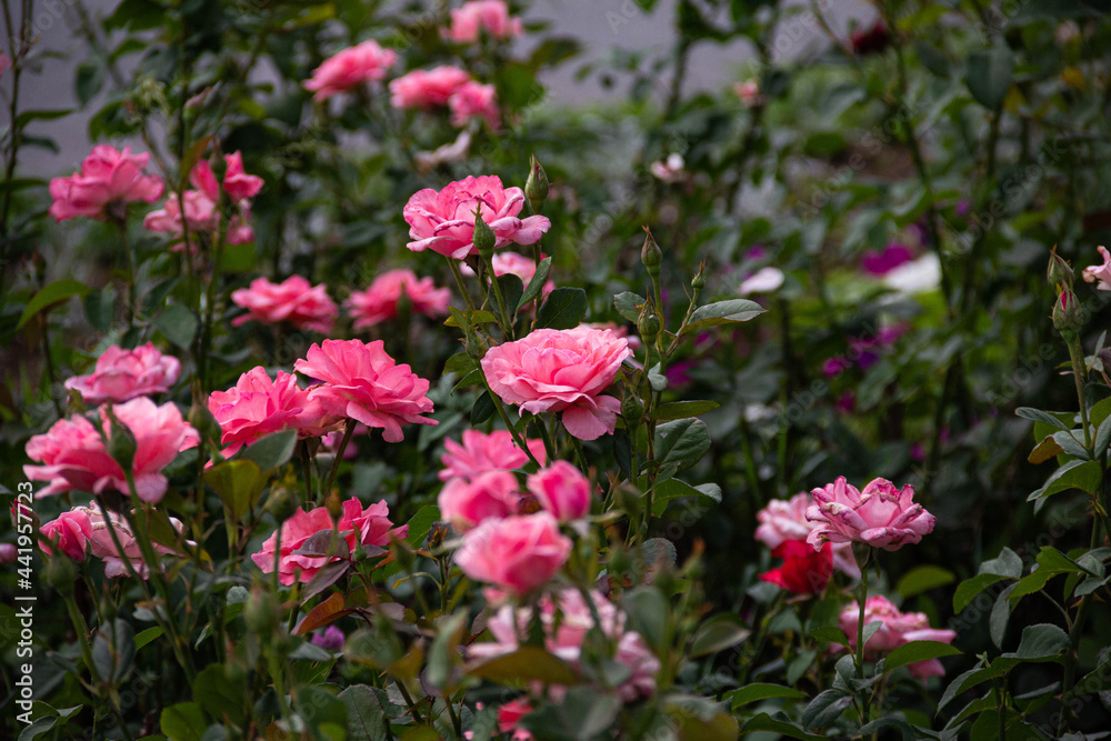 Blooming pink roses on the lawn, against the background of other flowers and leaves.