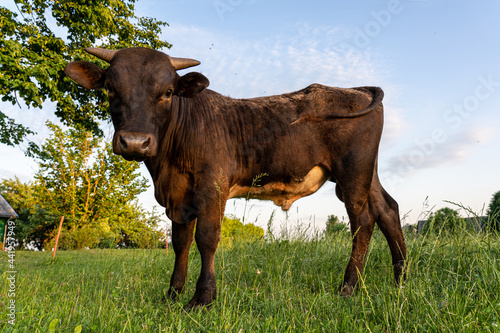 One bull standing on the green field © makaule