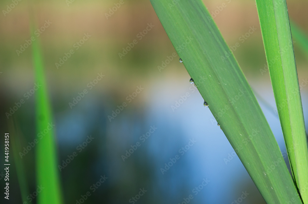 three drops flow down the length of a blade of grass, against the background of the river three drops flow down the length of a blade of grass, against the background of the river