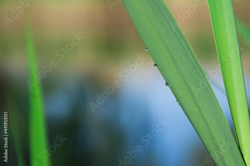 three drops flow down the length of a blade of grass  against the background of the river