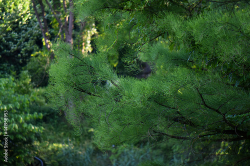 landscape of trees in a German park 