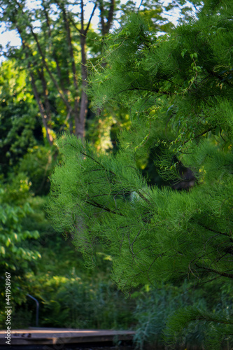 Fototapeta Naklejka Na Ścianę i Meble -  idyllic landscape of lush summer trees 