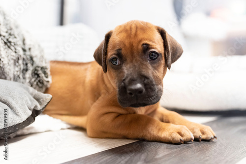 Hundewelpe, Rhodesian Ridgeback © fuchs mit foto