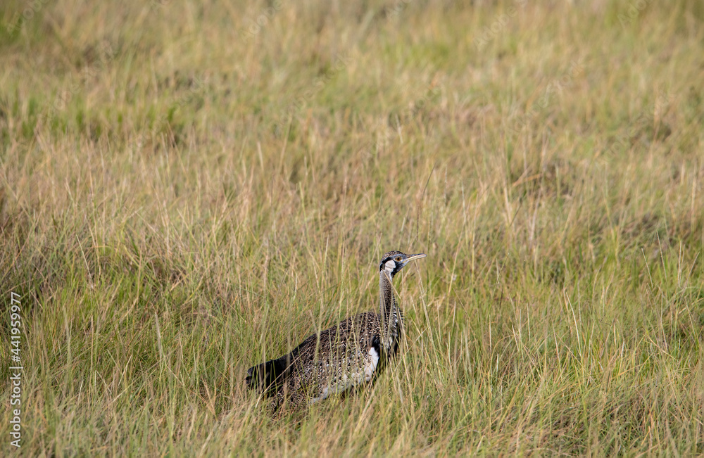 beautiful birds of africa with an unusual coloring in natural conditions beautiful birds of africa with an unusual coloring in natural conditions