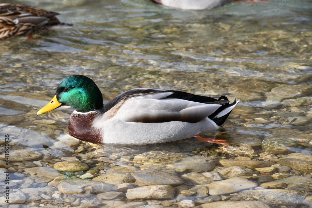 Fototapeta premium duck on the water