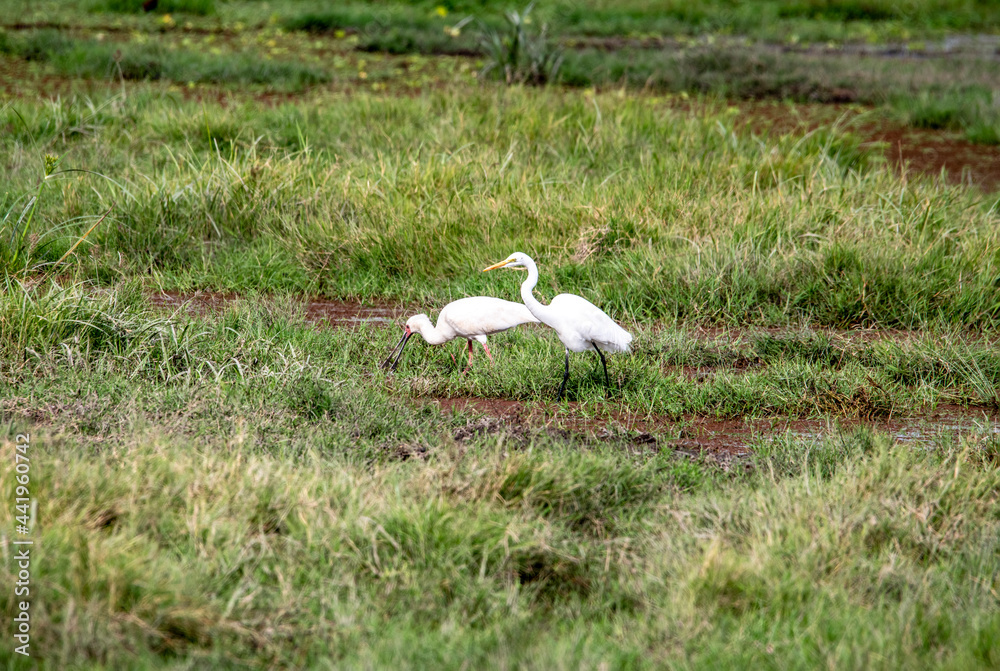 beautiful birds of africa with an unusual coloring in natural conditions beautiful birds of africa with an unusual coloring in natural conditions
