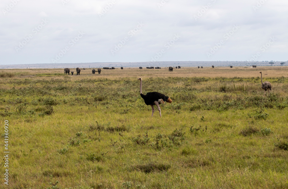 beautiful birds of africa with an unusual coloring in natural conditions beautiful birds of africa with an unusual coloring in natural conditions