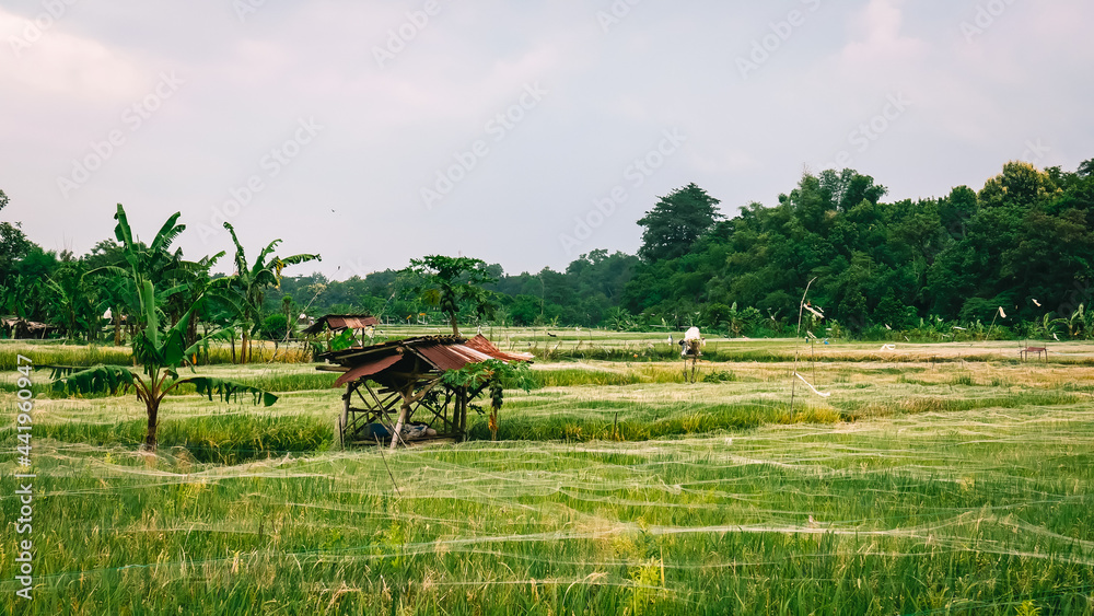 The hut in the middle of the rice fields is usually used for resting