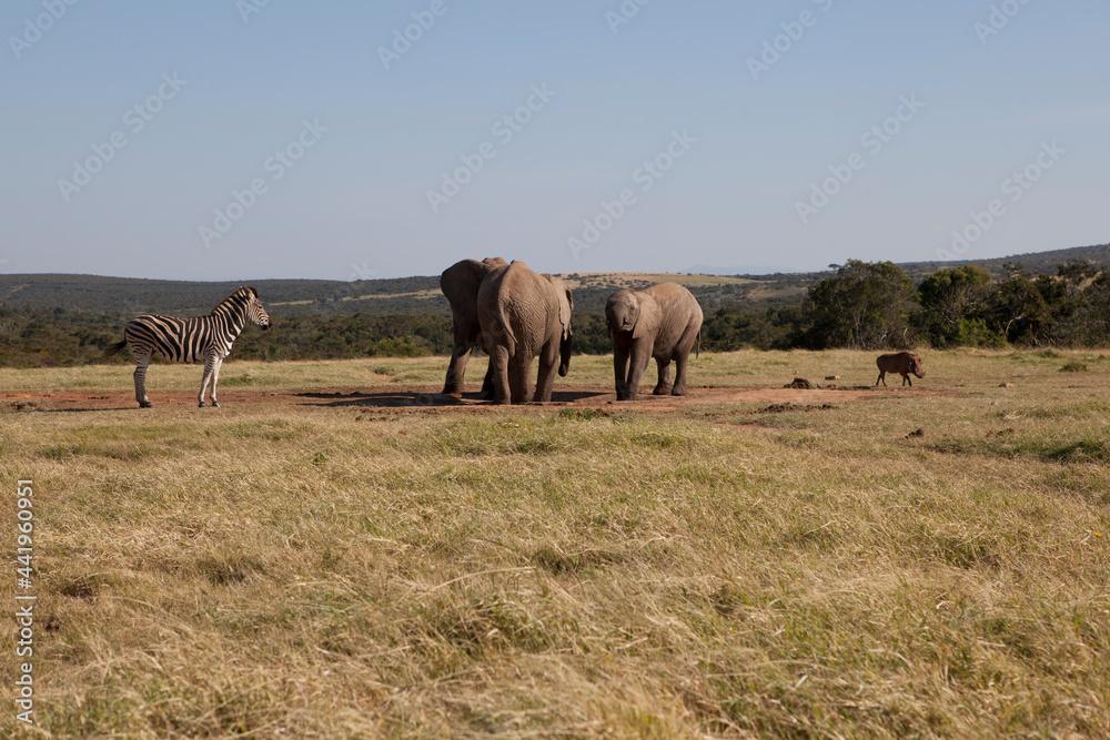 Elephants in the Addo National Elephant Park in South Africa.