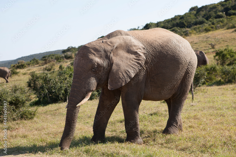 Elephants in the Addo National Elephant Park in South Africa. Elephants in the Addo National Elephant Park in South Africa.