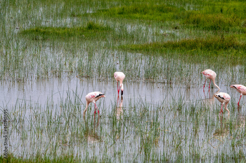 pink flamingos hunt on a lake with green water on a cloudy day