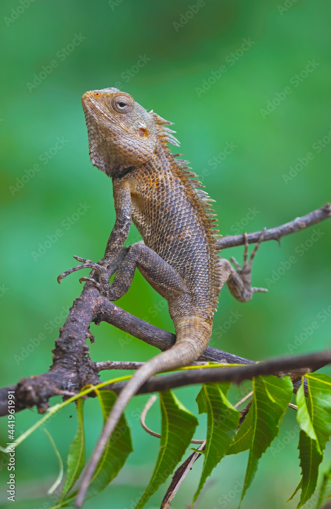 Closeup portrait of chameleon in Indian Forest Closeup portrait of chameleon in Indian Forest
