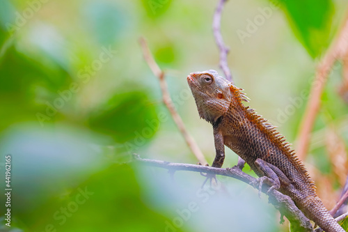 Closeup portrait of chameleon in Indian Forest  © V.R.Murralinath