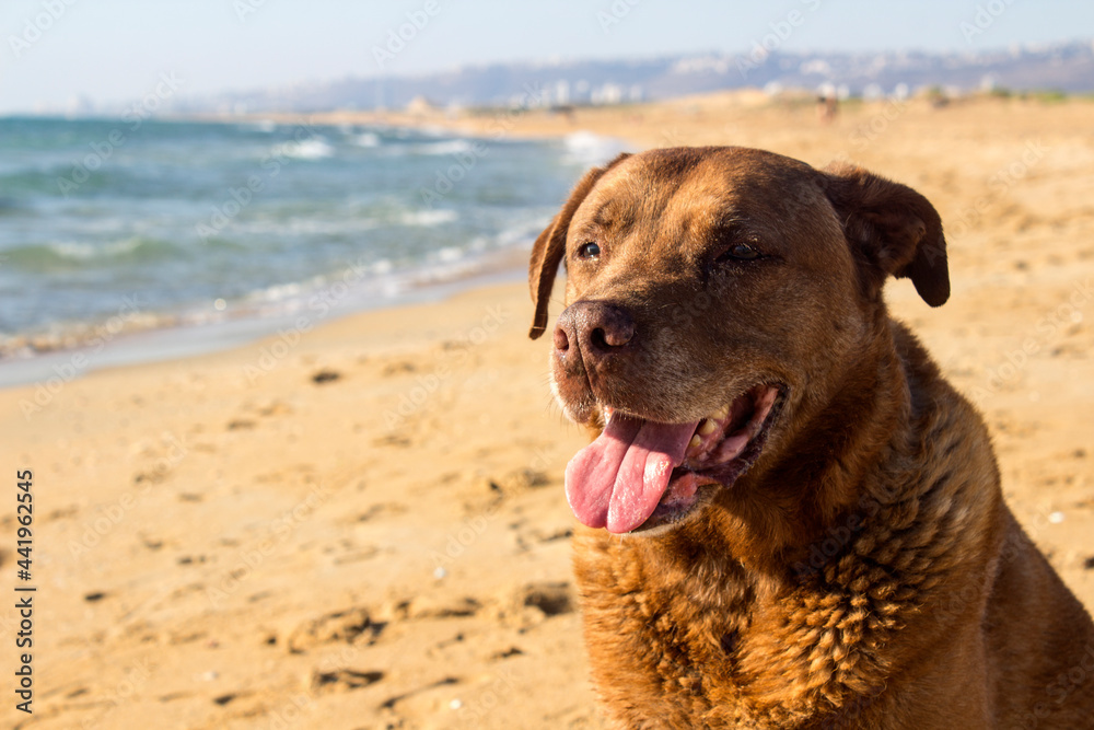 Happy dog playing on a beach. Yellow sand, calm sea waves, blue sky. Summer seascape. Brown dog close up portrait. Smiling pet on sea cost. Happy dog playing on a beach. Yellow sand, calm sea waves, blue sky. Summer seascape. Brown dog close up portrait. Smiling pet on sea cost.