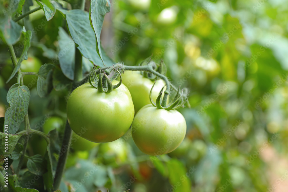 Fresh healthy tomatoes growing in Indian garden	
