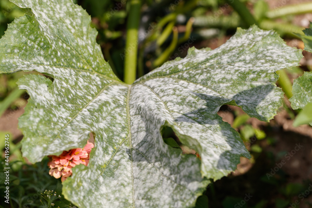 Fototapeta premium mold on zucchini leaf, zucchini infected with disease